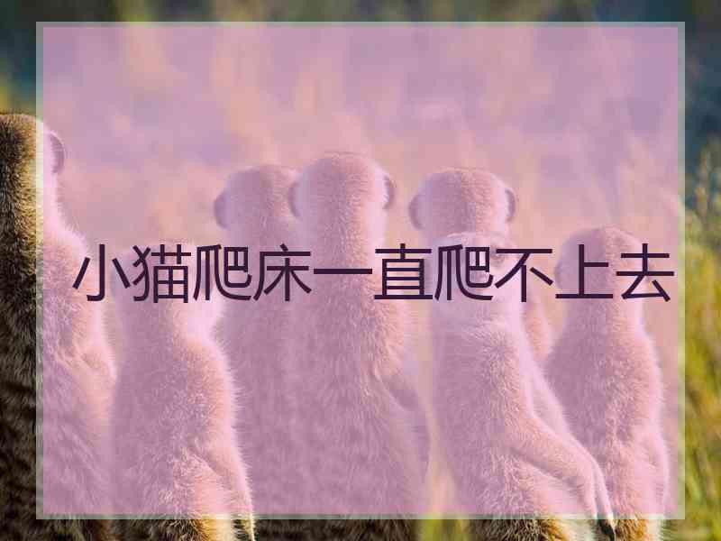 小猫爬床一直爬不上去