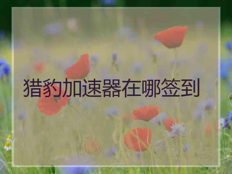 猎豹加速器在哪签到
