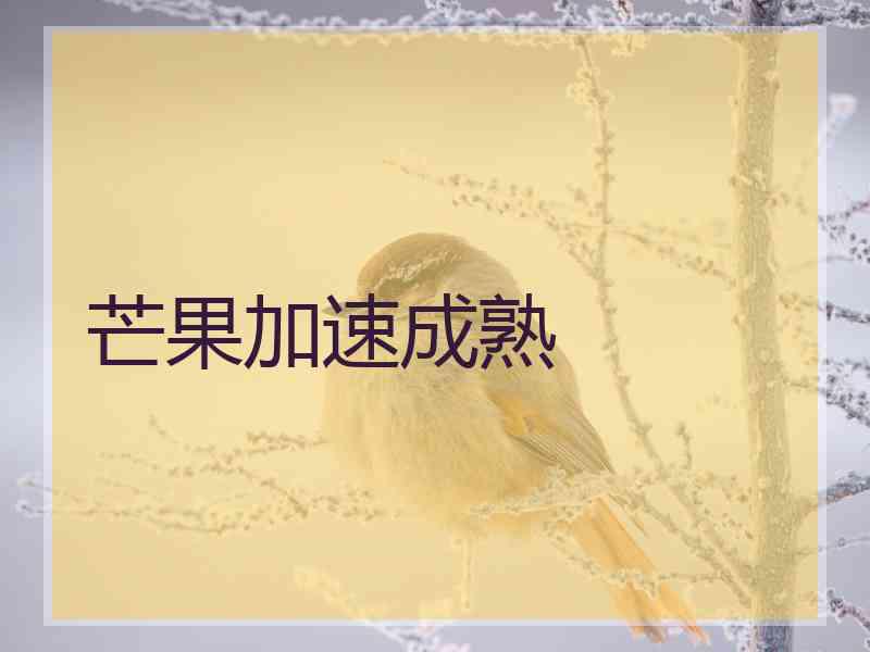 芒果加速成熟