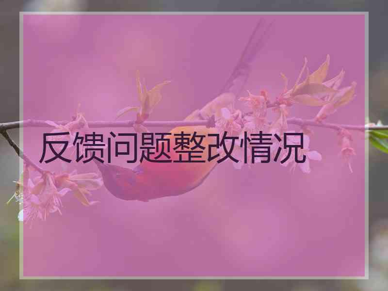 反馈问题整改情况