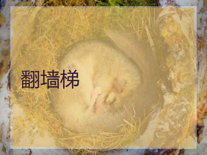 翻墙梯
