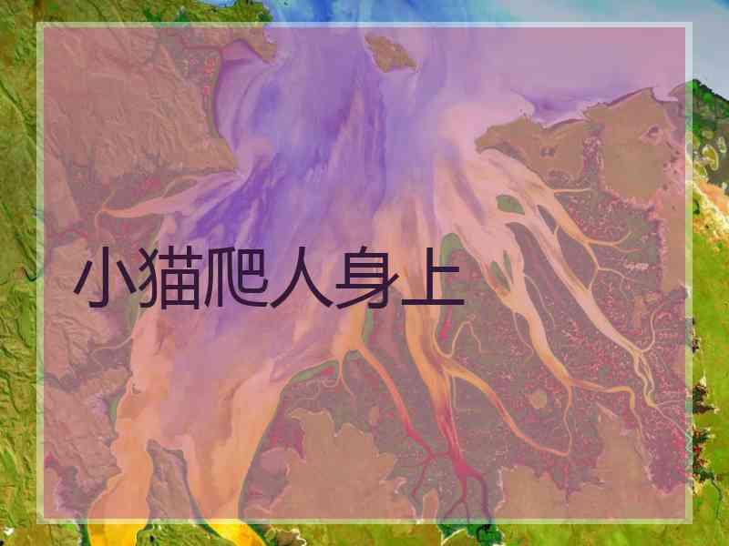 小猫爬人身上