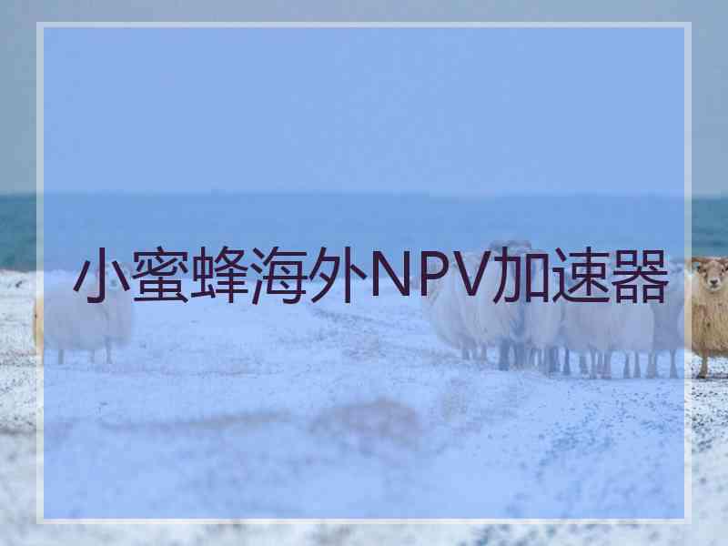 小蜜蜂海外NPV加速器