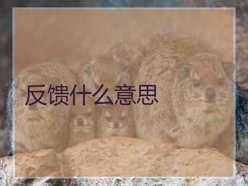 反馈什么意思
